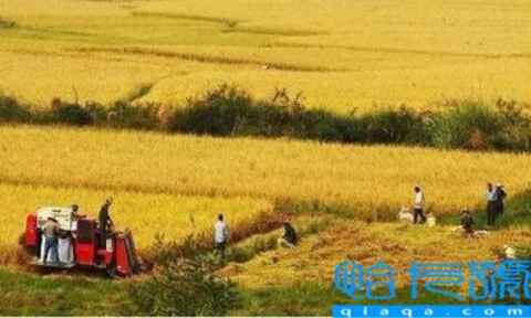 集体土地所有权证书(集体土地所有权证是什么)