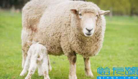 穷的生肖有哪几个生肖是动物(最穷的动物是什么生肖)