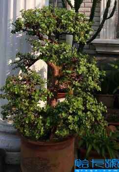 做到4点(长的漂亮又精致(金枝玉叶花的养殖方法和注意事项))