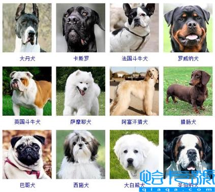 宠物犬类品种大全图片(十大适合家养的小型狗)