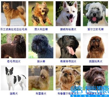 宠物犬类品种大全图片(十大适合家养的小型狗)