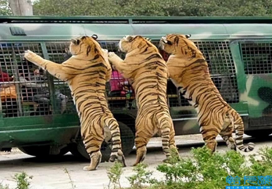 八达岭动物园最终判决原文是什么(八达岭虎案为何不宣判)