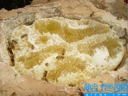 护航乡村振兴 北京移动多管齐下赋能数字乡村转型升级