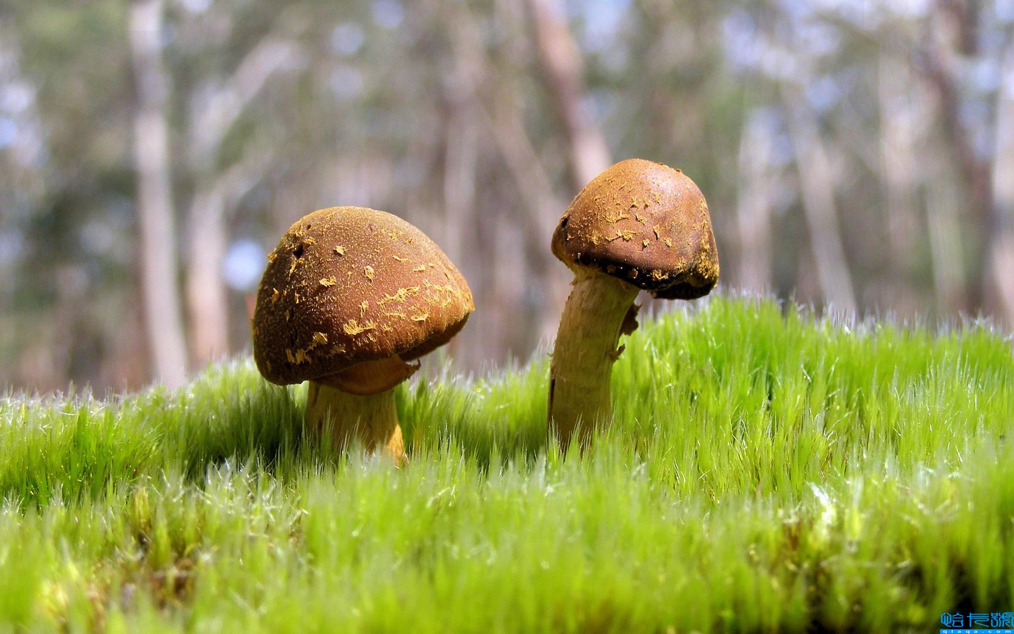 2021年青岛社保官方网站登录入口及个人账户查询系统