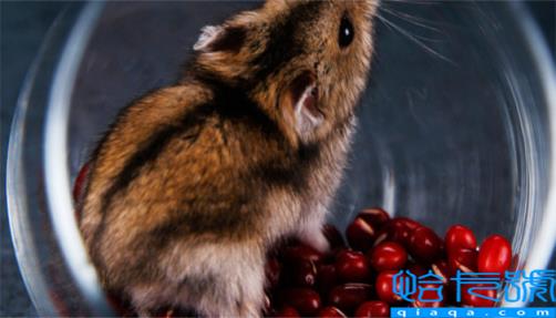 梦见老鼠咬人有什么预兆(梦见老鼠咬人是什么意思)