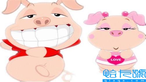 12生肖有哪些动物是犬科(12生肖有哪些动物)