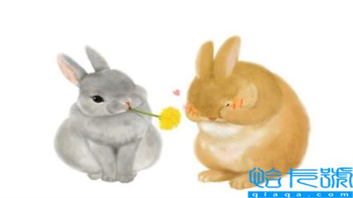 12生肖有哪些动物是犬科(12生肖有哪些动物)