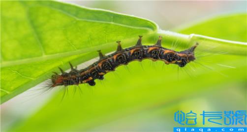 梦里梦到吃虫子(梦见吃虫子是什么征兆)