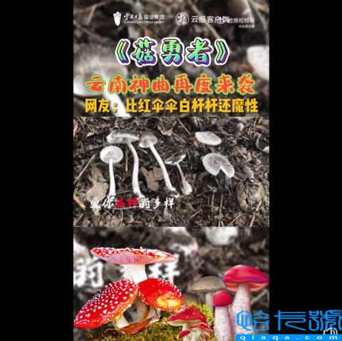 神曲！云南野生菌版《菇勇者》来了 网友直言魔性上瘾：不要乱吃野生菌