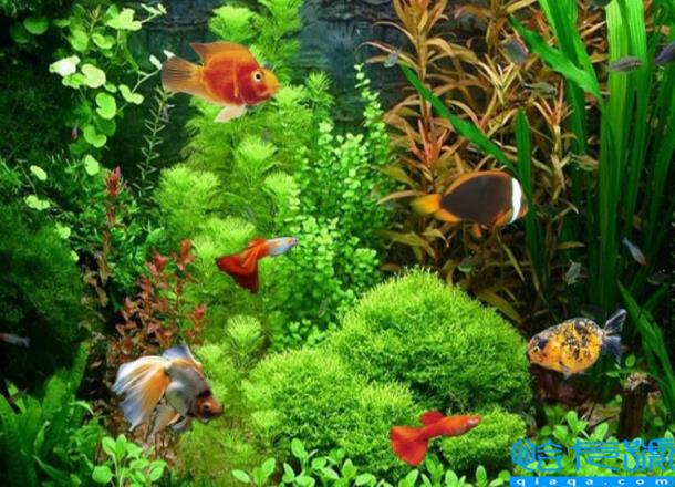 孔雀鱼一般喂几次(孔雀鱼一天喂几次最好)