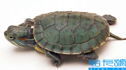 梦到乌龟死了什么预兆(梦见乌龟死了什么意思)