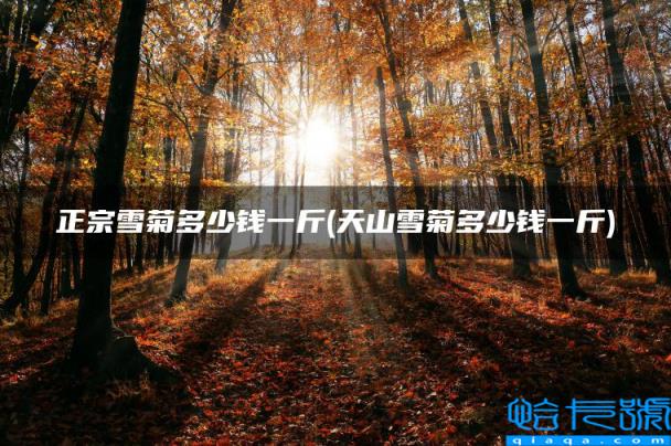 正宗雪菊多少钱一斤(天山雪菊多少钱一斤)