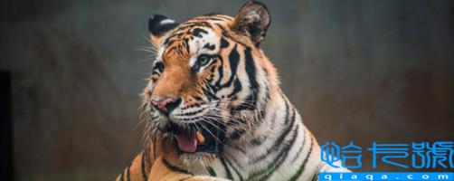 老虎寓意和象征意义(虎的寓意和象征意义是什么)