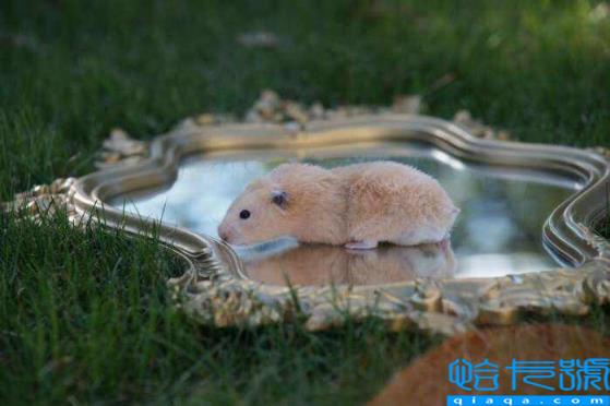 仓鼠没有跑轮会大约几天死（新手养仓鼠的注意事项）