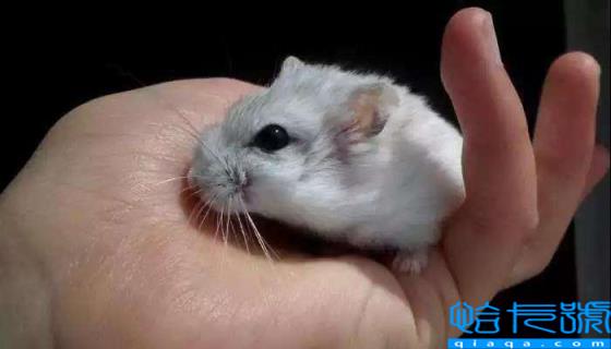 仓鼠没有跑轮会大约几天死（新手养仓鼠的注意事项）