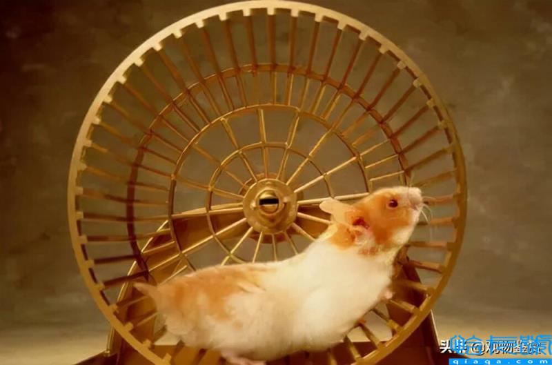 仓鼠没有跑轮会大约几天死（新手养仓鼠的注意事项）