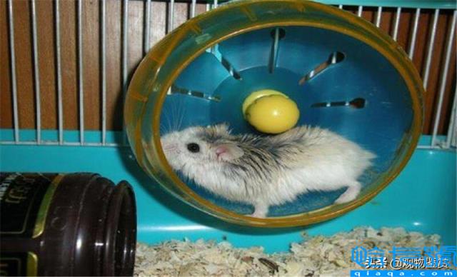仓鼠没有跑轮会大约几天死（新手养仓鼠的注意事项）