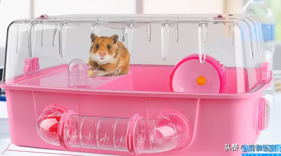 仓鼠没有跑轮会大约几天死（新手养仓鼠的注意事项）