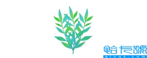 香豆是什么样子的(香豆粉是什么东西)