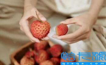 妃子笑荔枝绿色会变红吗(妃子笑荔枝红的好还是绿色的好)