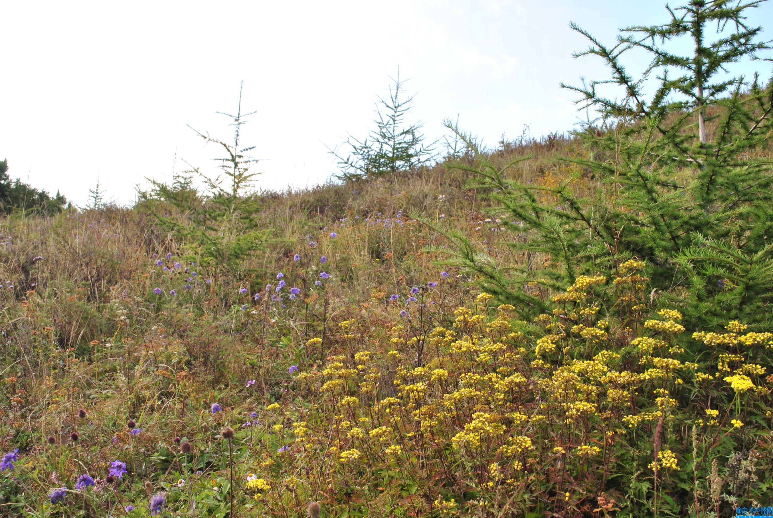 五台山旅游攻略（保姆级详细攻略，送给你们）