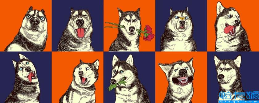 可达鸭为什么火了？身价暴涨10倍的KFC可达鸭是怎么火的？