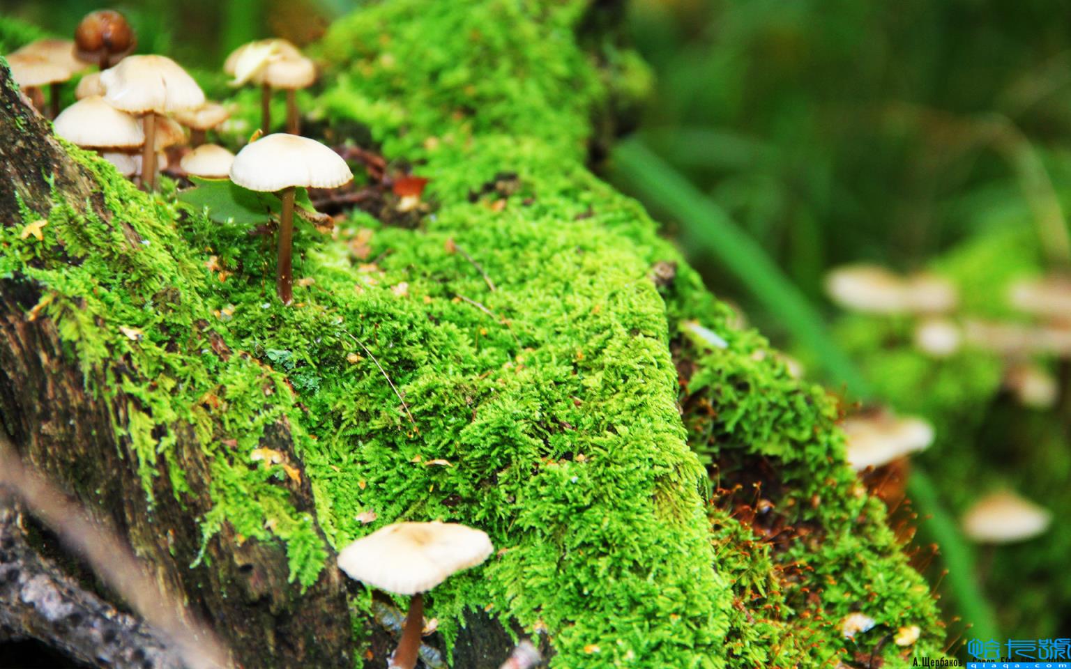 青海大学录取分数线(2021年在陕西理工类分数线)