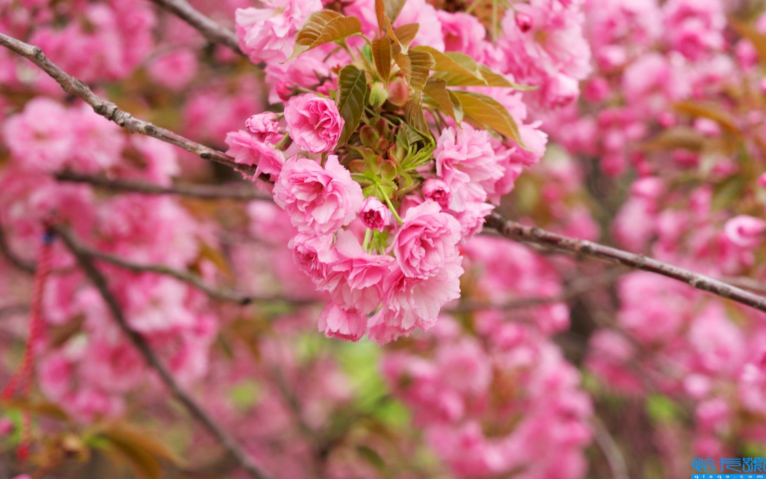 高考祝福成语100例