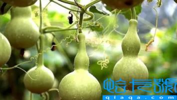 入户门里面挂葫芦挂左边还是右边(入户门葫芦挂在哪里好)