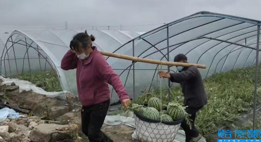 上海浦东120万斤西瓜滞销（疫情下的民生问题）