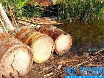 西米是什么东西做的?西米到底是什么东西做的?