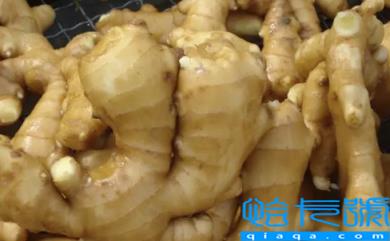 生姜有毒性吗(什么样的生姜有毒)