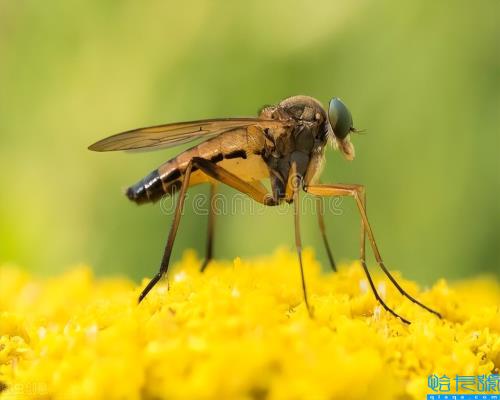 为什么蚊子一开灯就不见了(为什么开着灯就没有蚊子了)