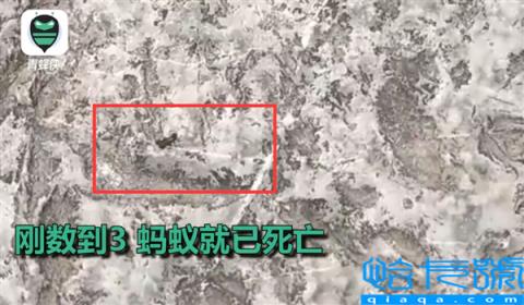 江苏有多热？蚂蚁落地活不过3秒：地表达65℃