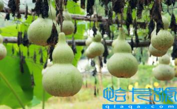 一串五个葫芦挂在家里好不好(为什么很多人喜欢在家里挂葫芦)