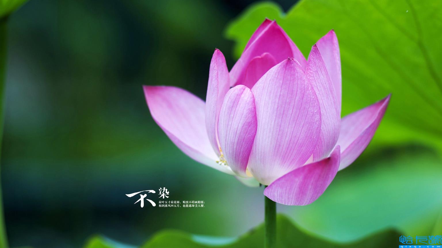 送给媳妇成熟暖心话(送给媳妇简单暖心的话普通)