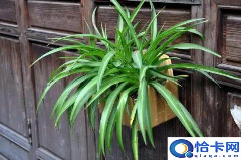 吊兰怎么养(吊兰的养殖技巧)