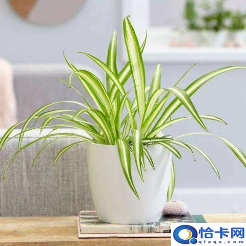 吊兰怎么养(吊兰的养殖技巧)