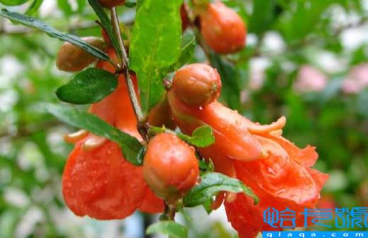 石榴花什么季节开花时间,描写石榴花的优美句子