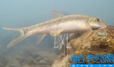 云南盘鮈鱼多少钱一斤2022(云南盘鮈鱼好吃吗)