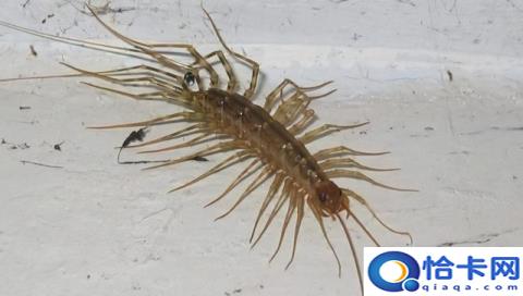 蚰蜒和蜈蚣的区别是什么(蚰蜒和蜈蚣的区别在于蚰蜒好可爱蜈蚣吓人)