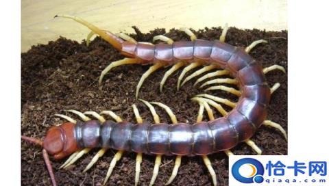 蚰蜒和蜈蚣的区别是什么(蚰蜒和蜈蚣的区别在于蚰蜒好可爱蜈蚣吓人)