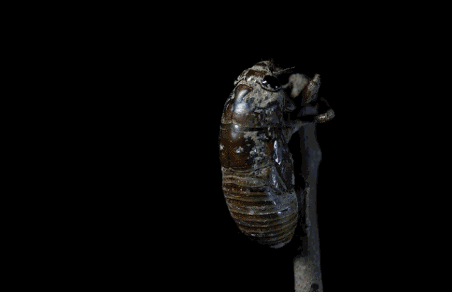 今年知了叫声更大、数量更多:和持续的异常高温有关吗?