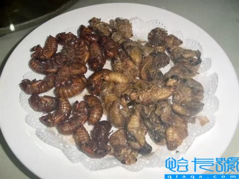 今年知了叫声更大、数量更多:和持续的异常高温有关吗?