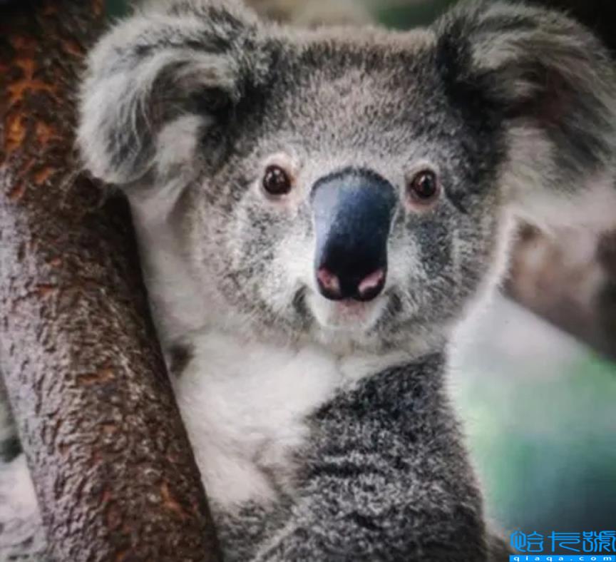 各国的国宝动物是什么(世界上不同国家代表性动物盘点)