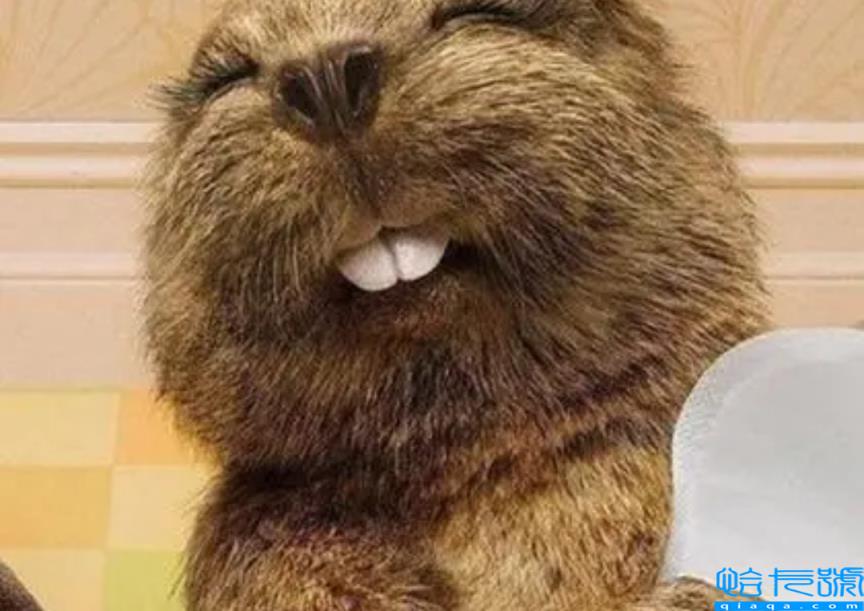 各国的国宝动物是什么(世界上不同国家代表性动物盘点)