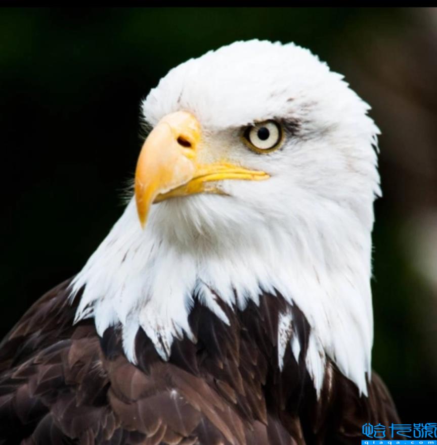 各国的国宝动物是什么(世界上不同国家代表性动物盘点)