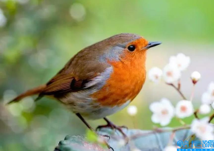 各国的国宝动物是什么(世界上不同国家代表性动物盘点)