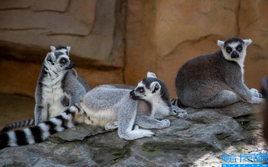 各国的国宝动物是什么(世界上不同国家代表性动物盘点)