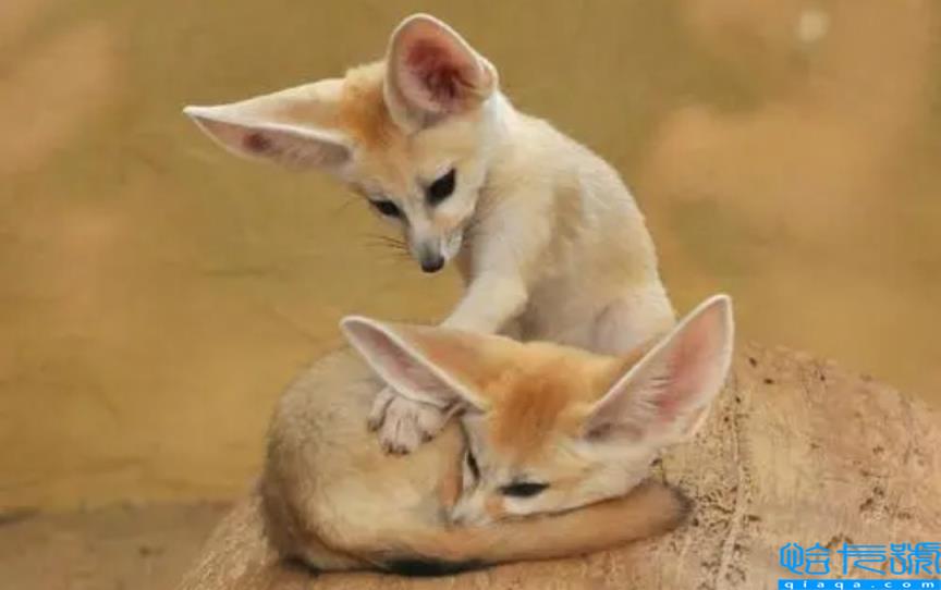 各国的国宝动物是什么(世界上不同国家代表性动物盘点)